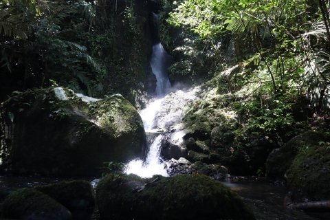 Uung
