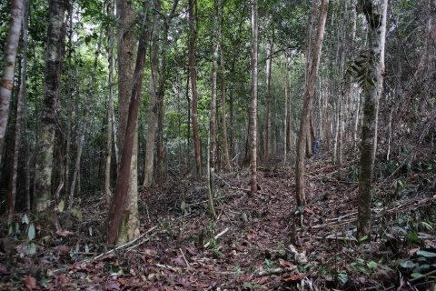 Kebun